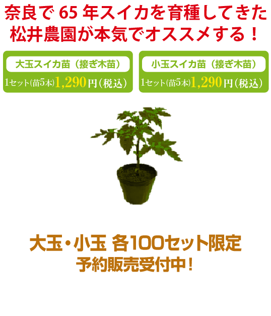 奈良で65年スイカを育種してきた松井農園が本気でオススメする！