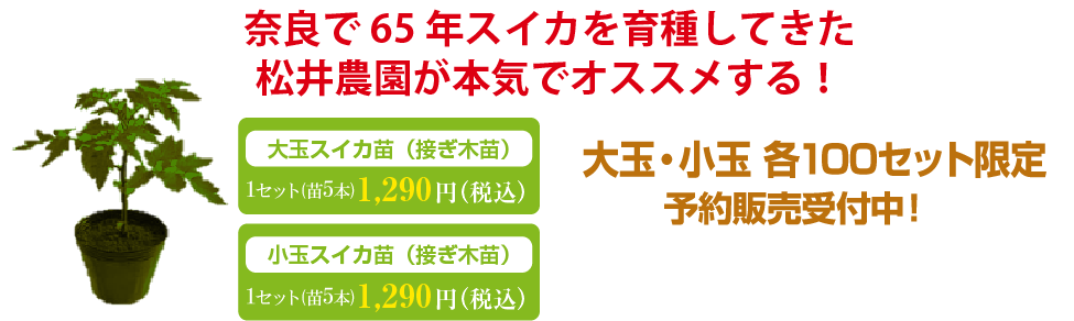 奈良で65年スイカを育種してきた松井農園が本気でオススメする！