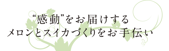 感動をお届けするメロンとスイカづくりをお手伝い