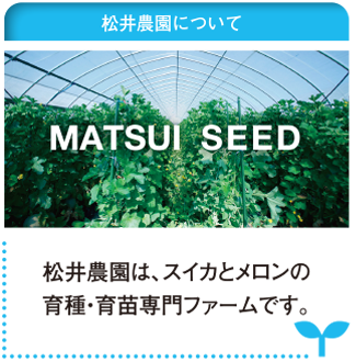 matsui_seed